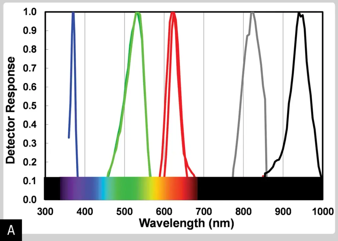 Graph showing detector response vs. wavelength, illustrating the led light color meaning for blue, green, red, and infrared LEDs.