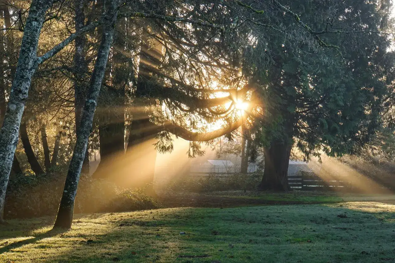 Sunbeams pierce through trees in a misty forest clearing, creating a magical scene with available light photos.