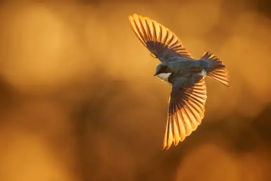 Bird in Flight Photography - Master Sharp Shots Every Time