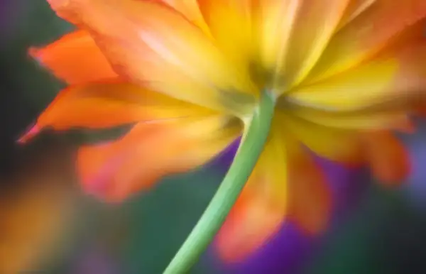 Abstract view of a vibrant orange and yellow flower, showing its underside and stem. A beautiful example of how to photograph flowers with soft focus and color.